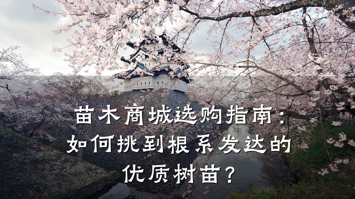 苗木商城选购指南：如何挑到根系发达的优质树苗？