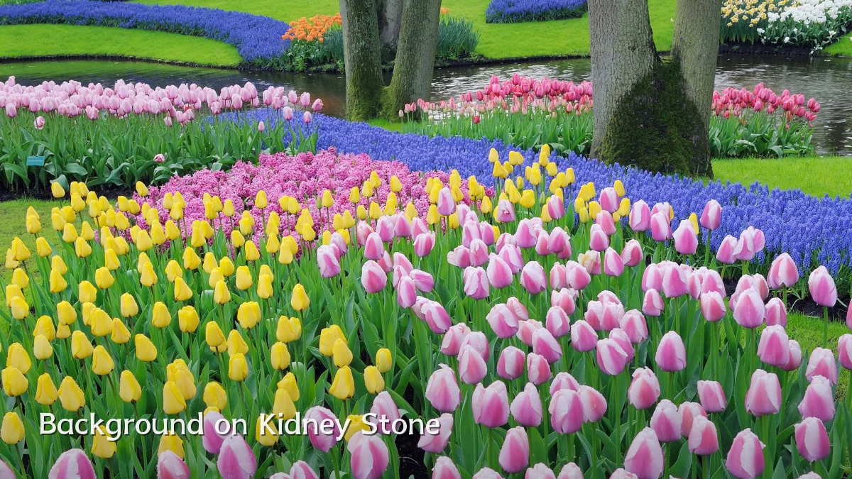 Background on Kidney Stone