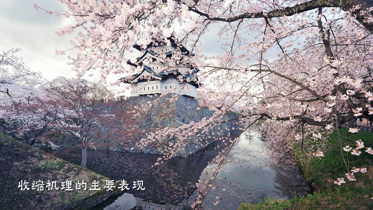 收缩机理的主要表现