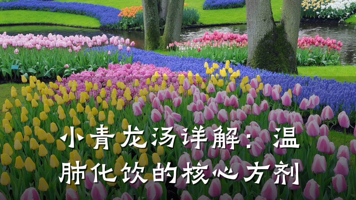 小青龙汤详解:温肺化饮的核心方剂
