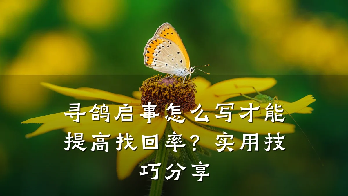 寻鸽启事怎么写才能提高找回率?实用技巧分享